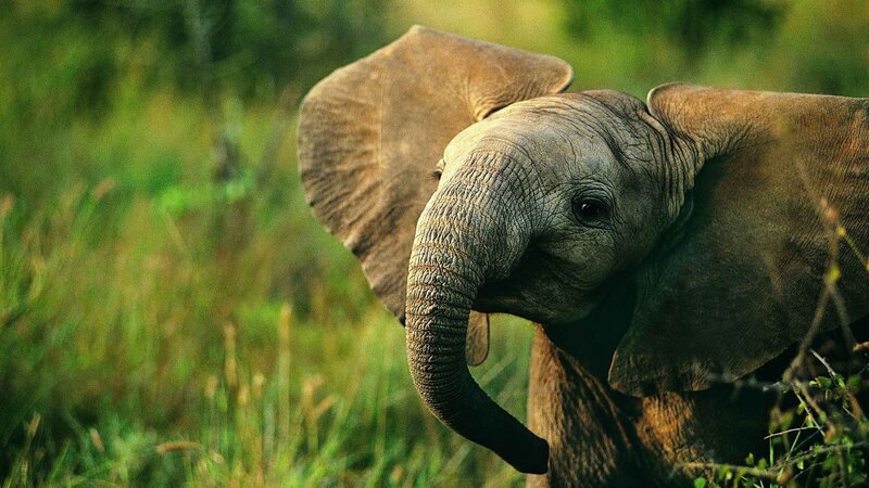 Baby Elephant in Grass — Green, Calm, Afternoon, Photograph, Trees, Brown