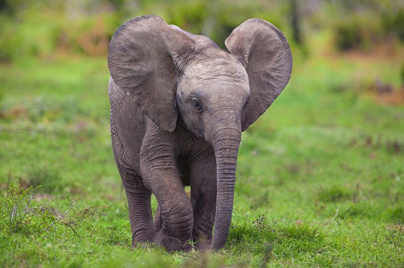 Baby Elephant in Grass — Green, Calm, Afternoon, Photograph, Trees