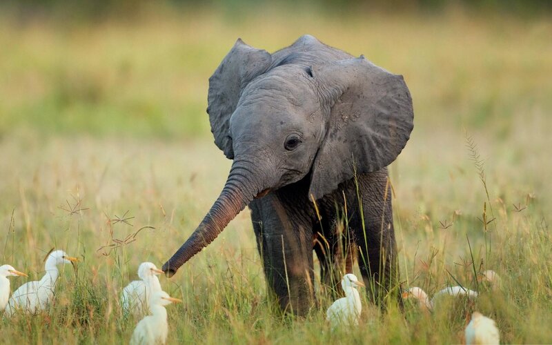 Baby Elephant in Grass — Green, Calm, Afternoon, Photograph, White Birds, Elephant Trunk