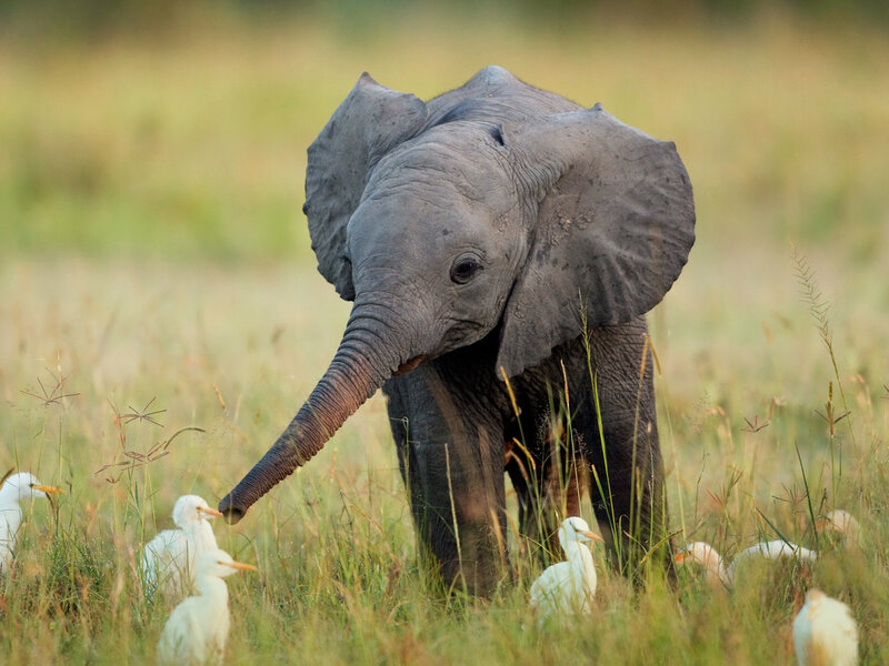 Baby Elephant in Grass — Green, Calm, Afternoon