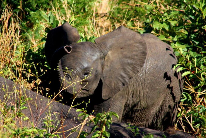 Baby Elephant in Grass — Green, Calm