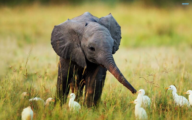 Baby Elephant in Grass — Green, Serene, Afternoon, Photograph