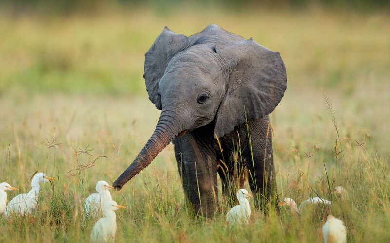 Baby Elephant in Grass — Green, Serene
