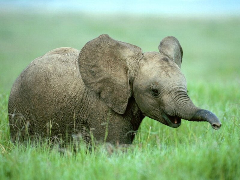 Baby Elephant in Grass — Green