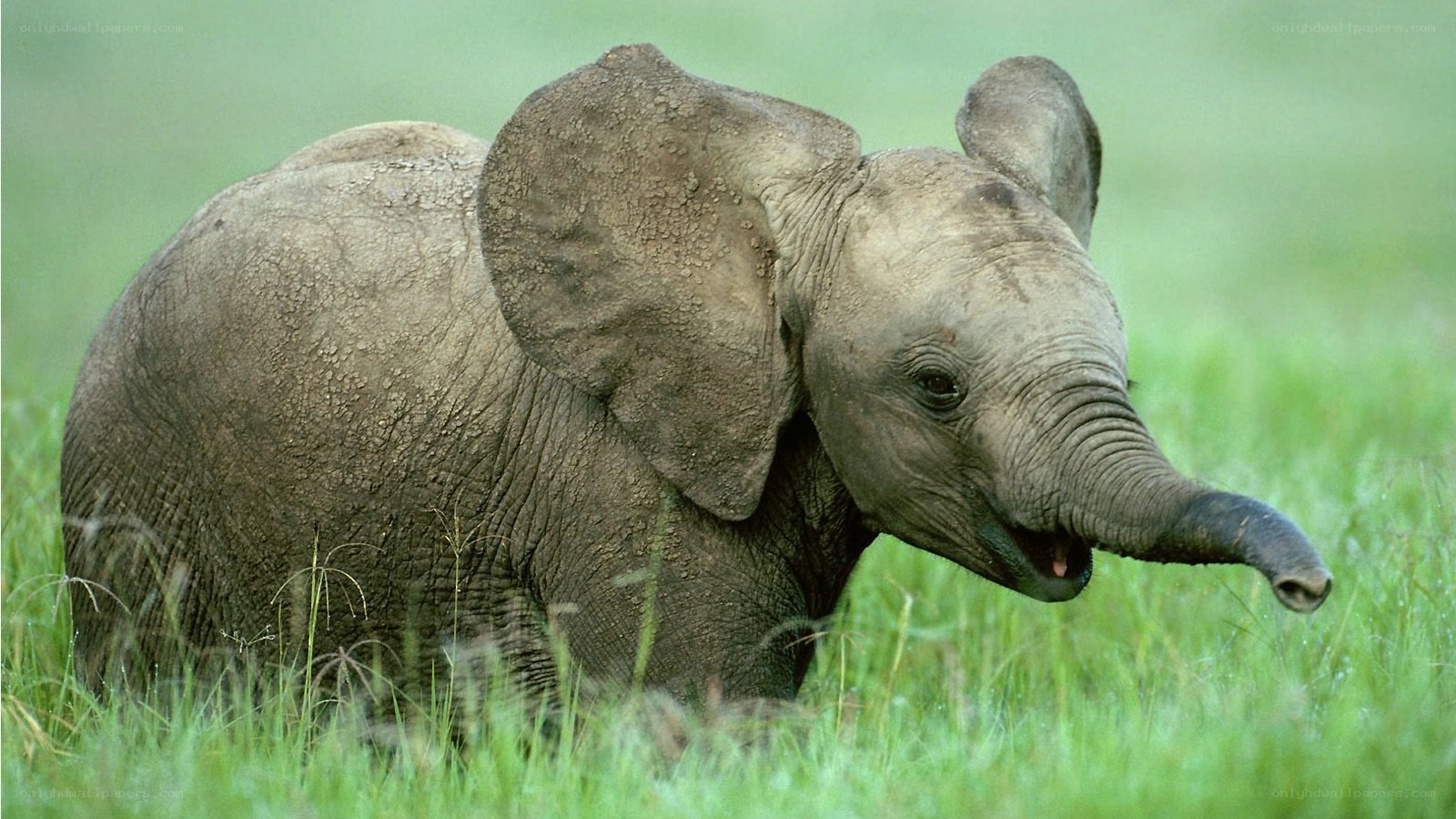 Baby elephant in grass
