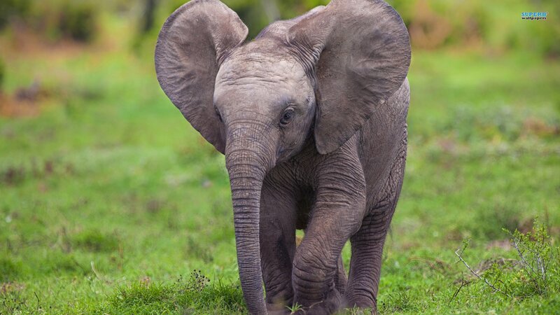 Baby elephant in grassy field