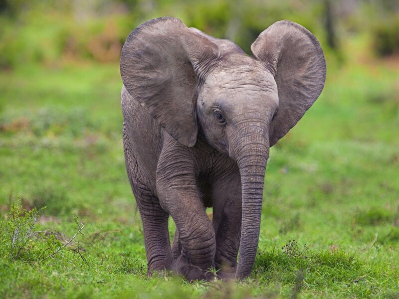 Baby elephant in grassy field
