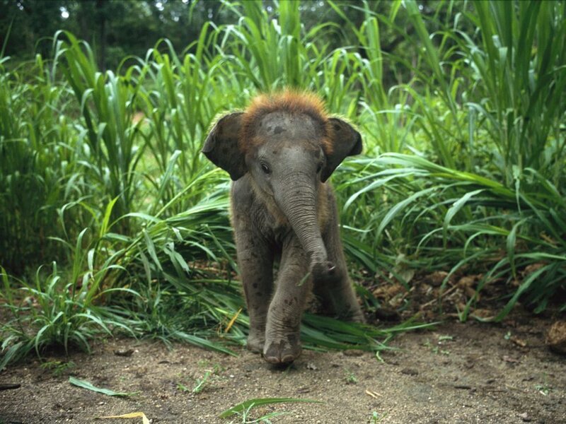 Baby elephant in green foliage
