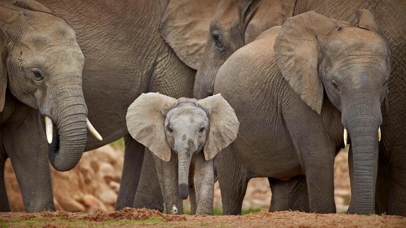 Baby Elephant in Herd — Gray