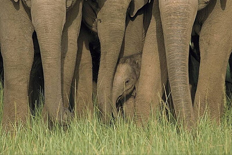 Baby elephant in herd