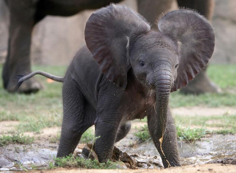 Baby Elephant in Mud
