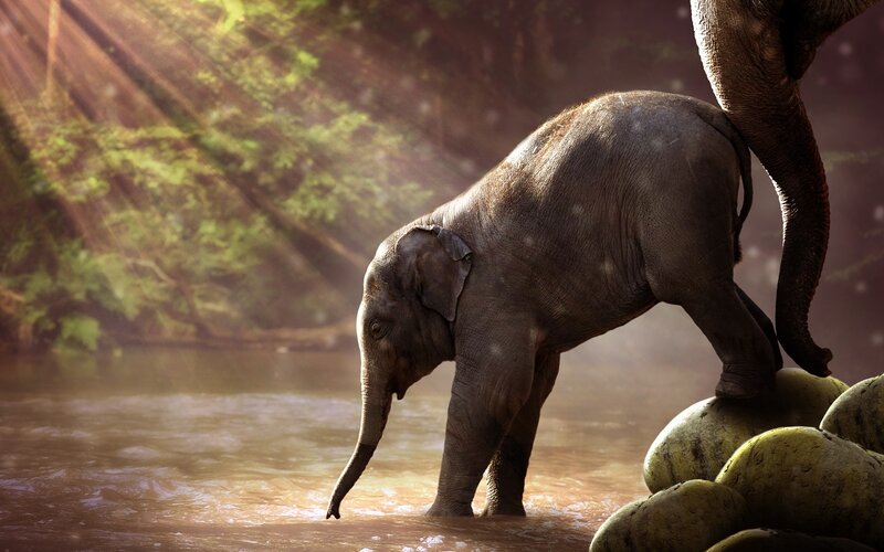 Baby Elephant in River