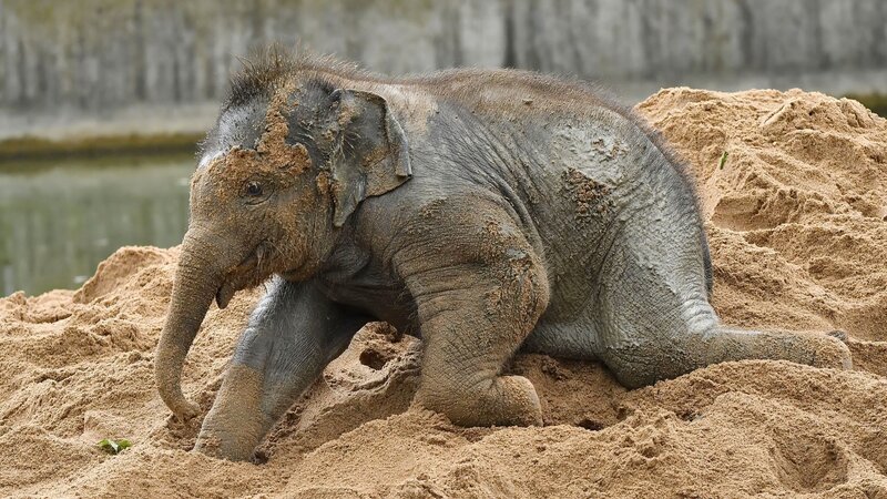 Baby Elephant in Sand