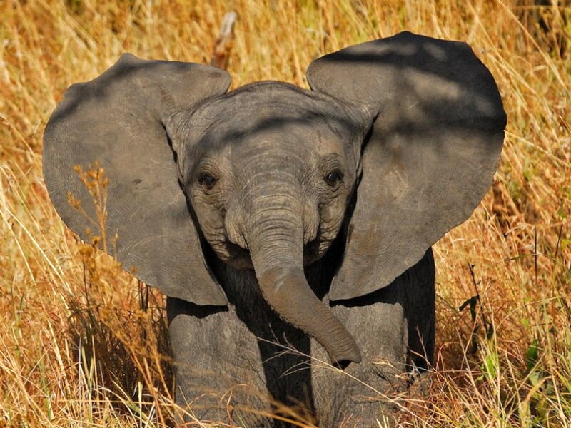 Baby elephant in tall grass