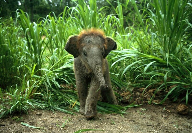 Baby elephant in the jungle