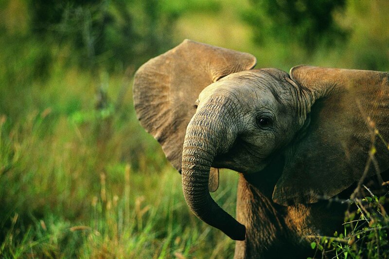 Baby elephant in the wild
