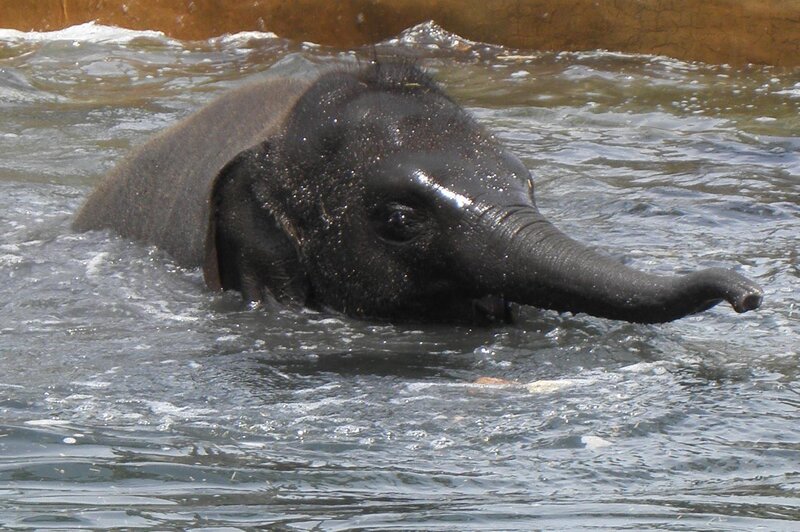 Baby Elephant in Water — Gray, Calm