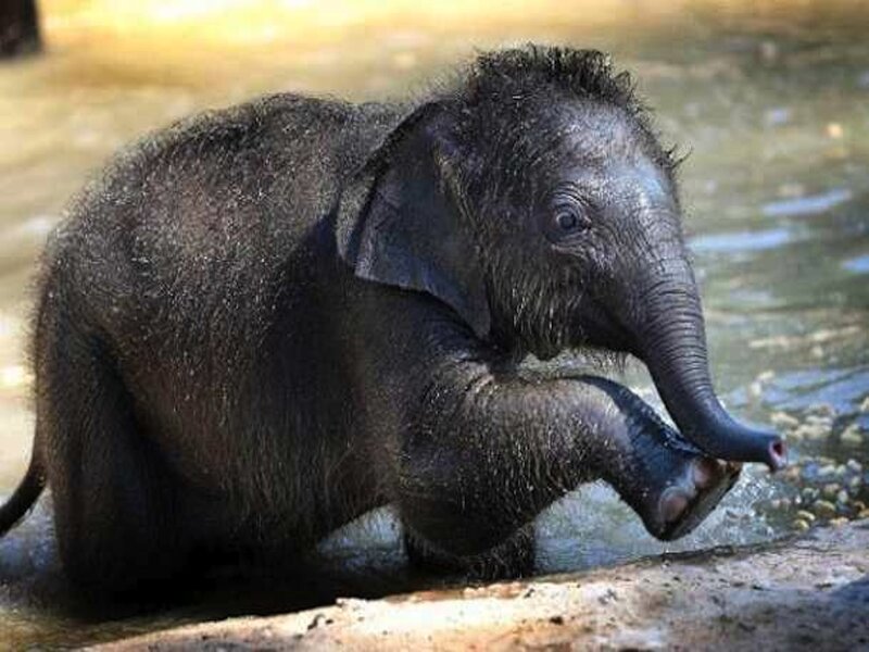 Baby Elephant in Water — Gray