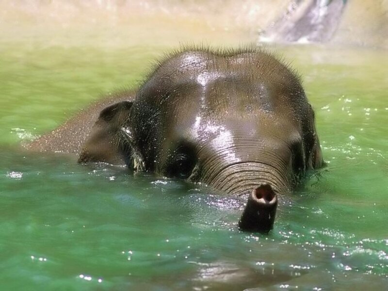 Baby Elephant in Water — Green