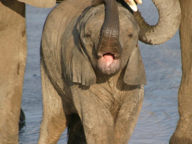 Baby elephant in water