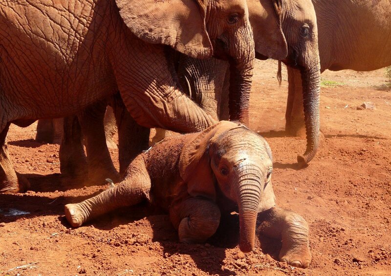 Baby Elephant Lying Down — Brown