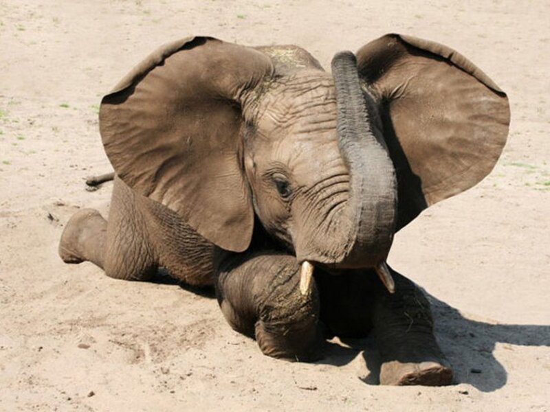Baby Elephant Lying Down