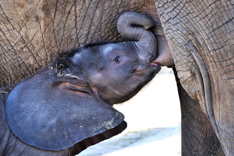 Baby Elephant Nursing