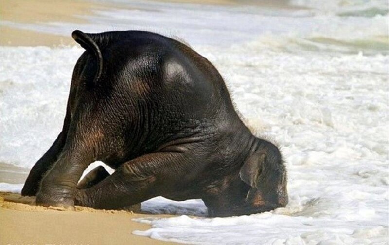Baby Elephant on Beach
