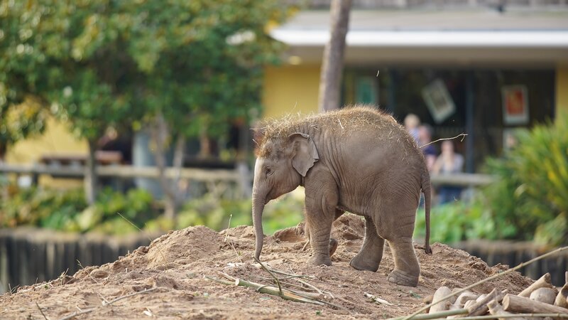 Baby Elephant on Dirt