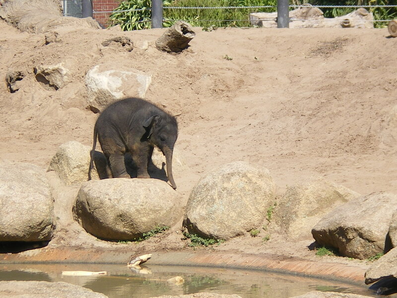 Baby Elephant on Rocks
