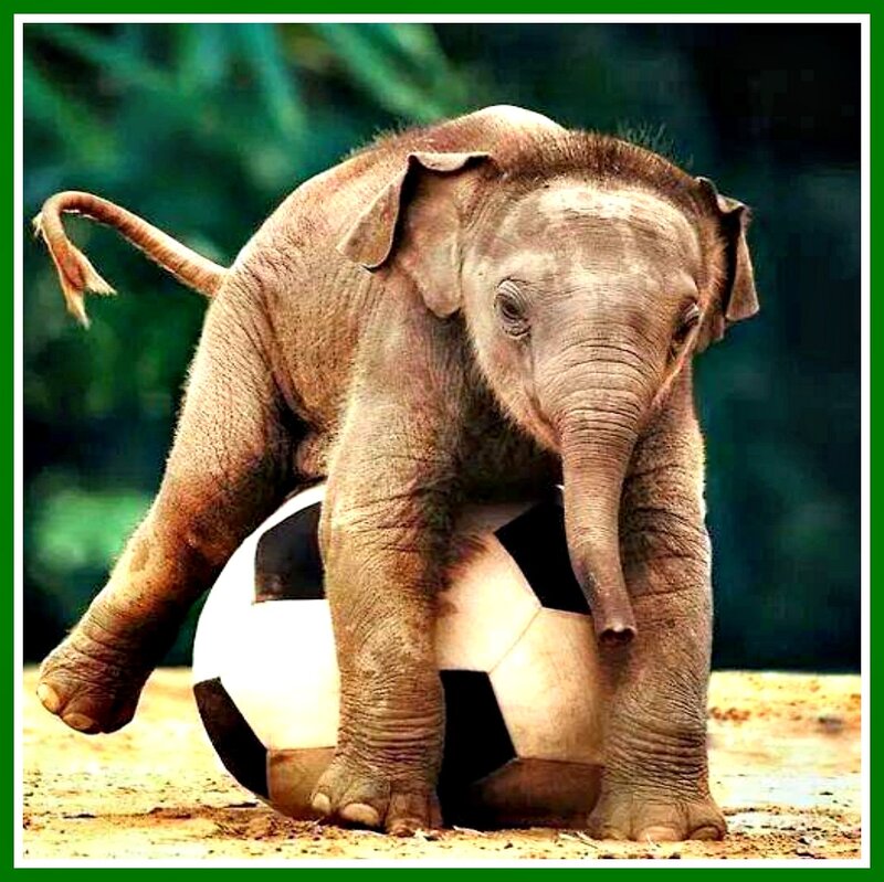 Baby Elephant on Soccer Ball