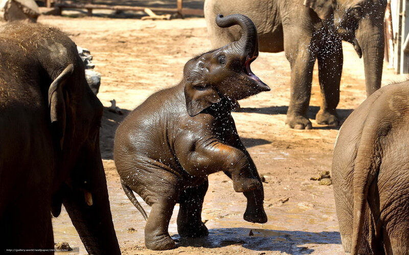 Baby Elephant Playing — Brown, Playful, Afternoon