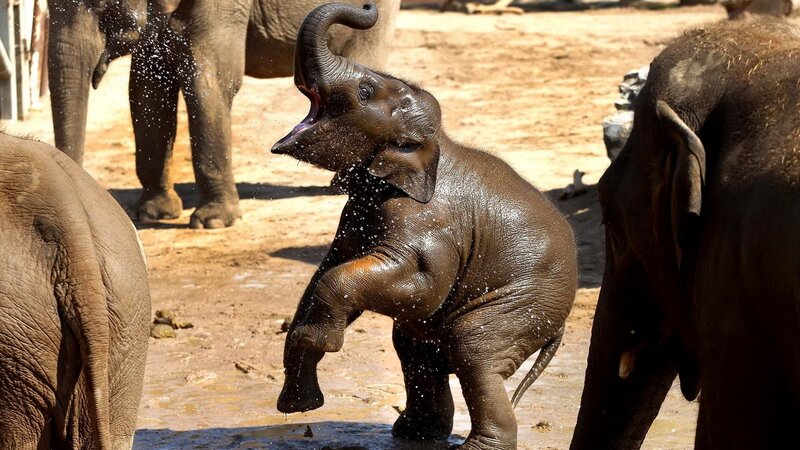 Baby Elephant Playing — Brown