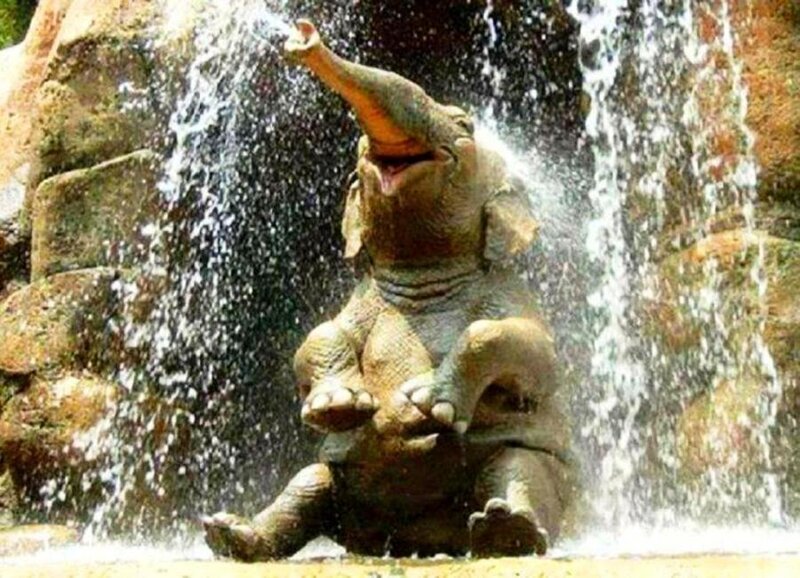 Baby Elephant Playing — Gray
