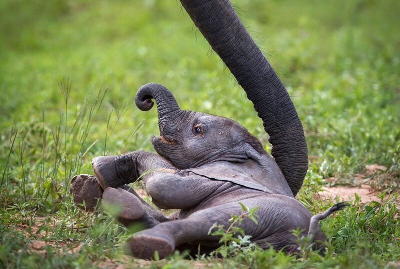 Baby Elephant Playing — Green