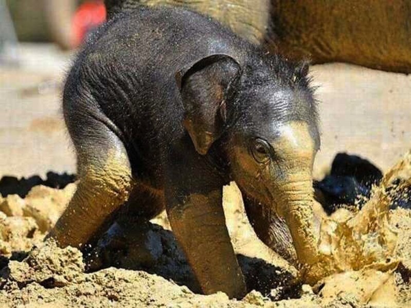 Baby Elephant Playing in Mud