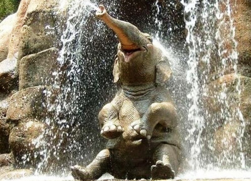 Baby Elephant Playing