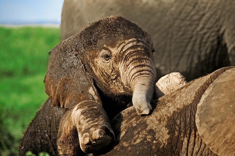 Baby elephant resting on adult