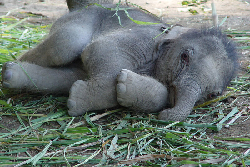 Baby elephant resting on grass