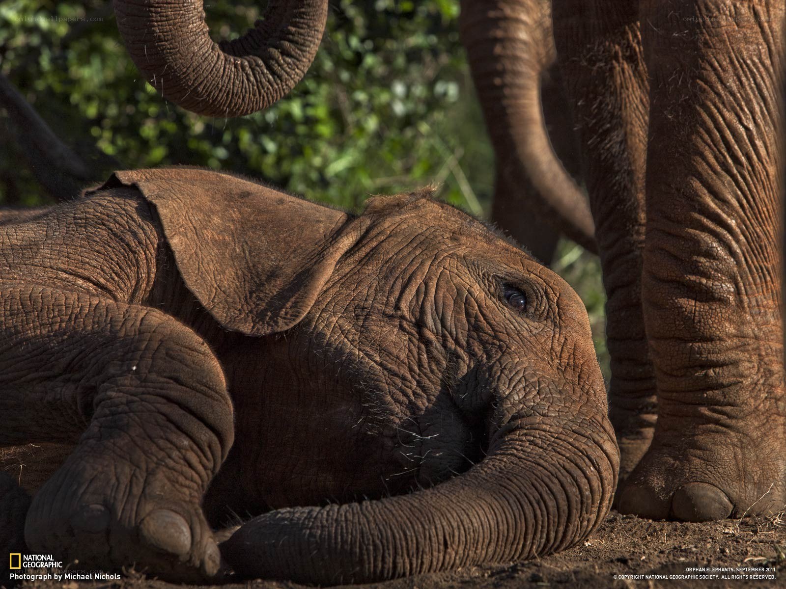 Baby elephant resting on ground