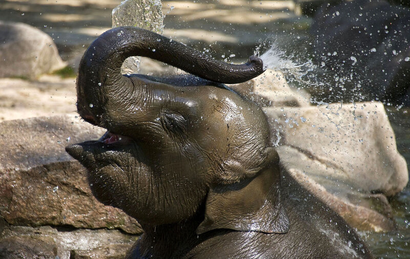 Baby Elephant Spraying Water