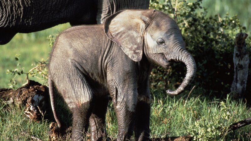 Baby Elephant Standing — Green, Calm