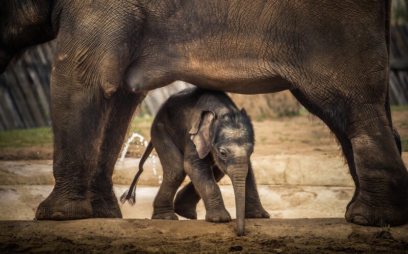 Baby Elephant under Adult — Brown