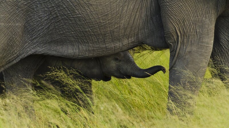 Baby Elephant under Adult — Gray