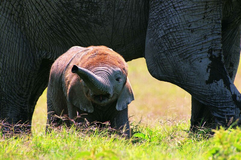 Baby elephant under adult
