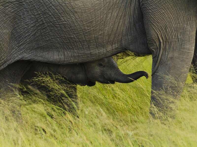Baby elephant under its mother