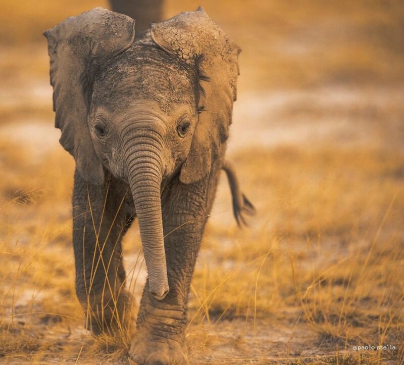 Baby Elephant Walking — Brown, Calm