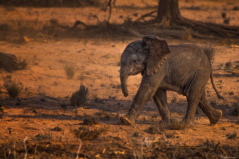 Baby Elephant Walking — Brown, Serene