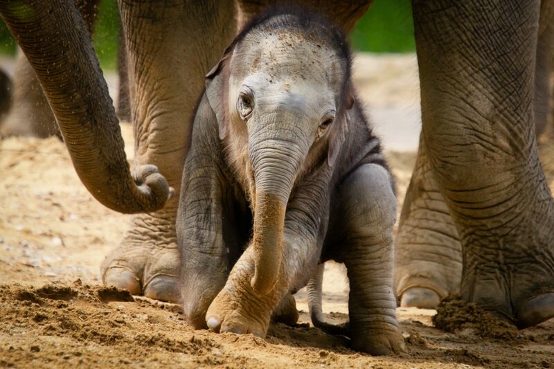 Baby Elephant Walking — Brown