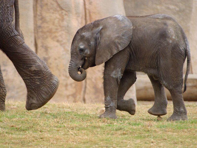 Baby Elephant Walking — Gray, Calm